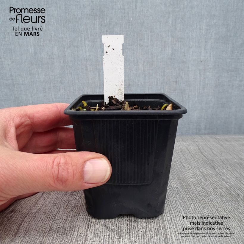 Amostra de Hosta Bressingham Blue Vaso de 8/9 cm tal como entregue no inverno