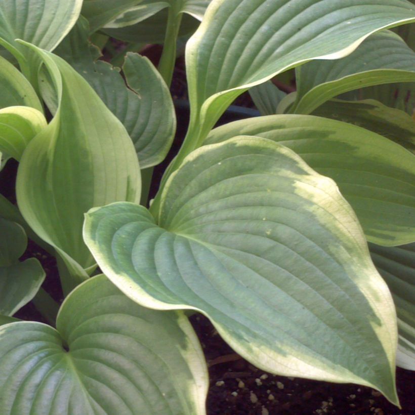 Hosta Bridal Falls - Funkia (Folhagem)