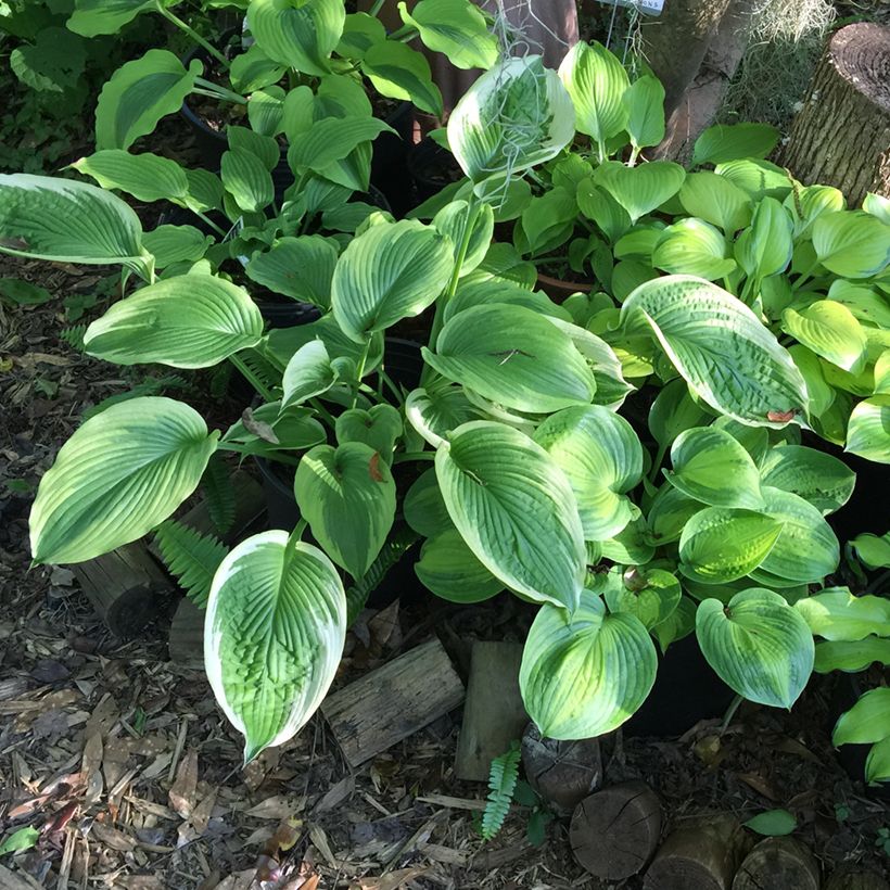 Hosta Bridal Falls - Funkia (Hábito)