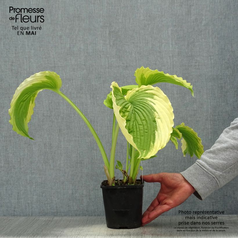 Amostra de Hosta Bridal Falls - Funkia Vaso de 1,5 L/2 L tal como entregue na primavera