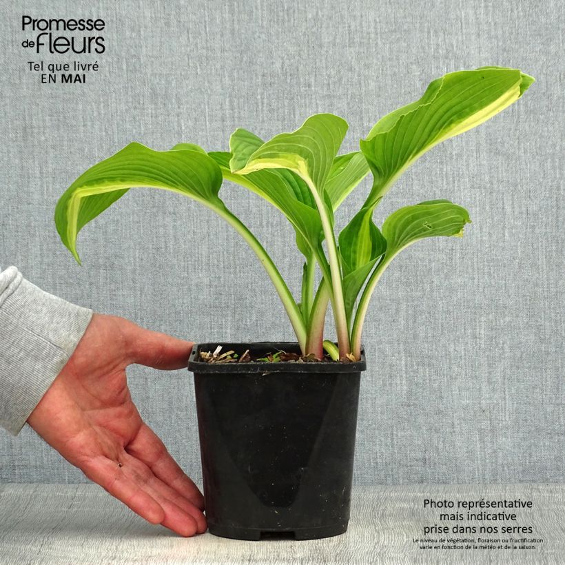 Amostra de Hosta Broad Street - Funkia Vaso de 1,5 L/2 L tal como entregue na primavera