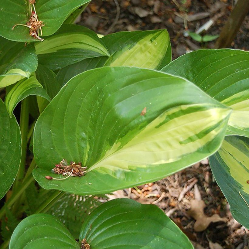 Hosta Broad Street - Funkia (Folhagem)