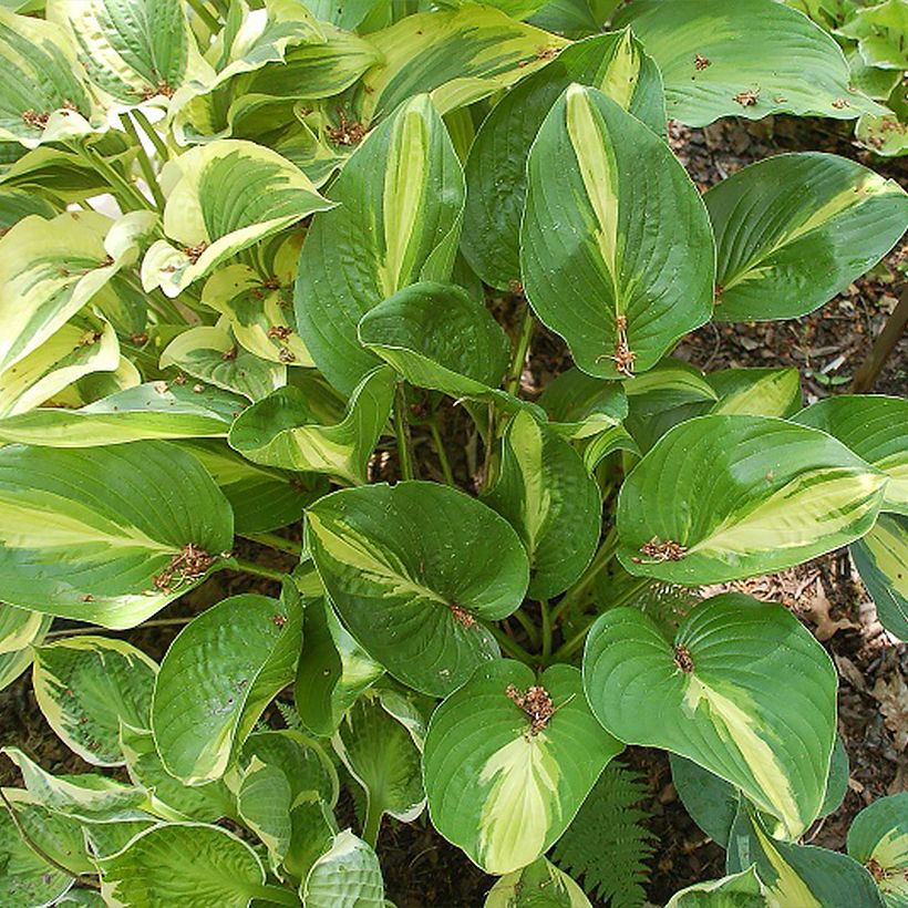 Hosta Broad Street - Funkia (Hábito)