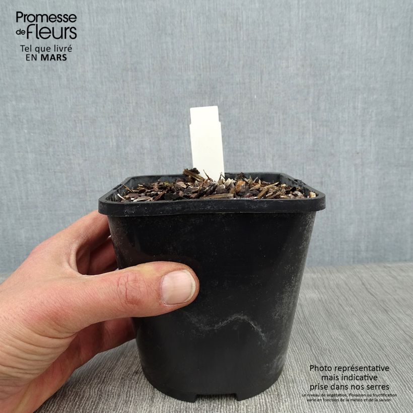 Amostra de Hosta Broadway Pot de 1,5L/2L tal como entregue no inverno