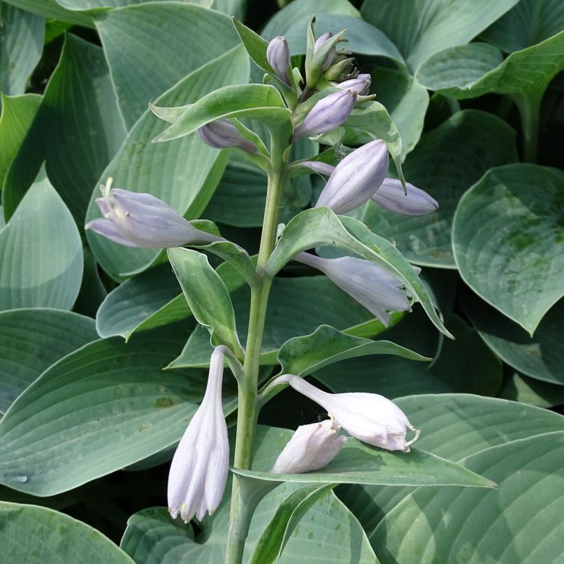 Hosta Canadian Blue (Floração)