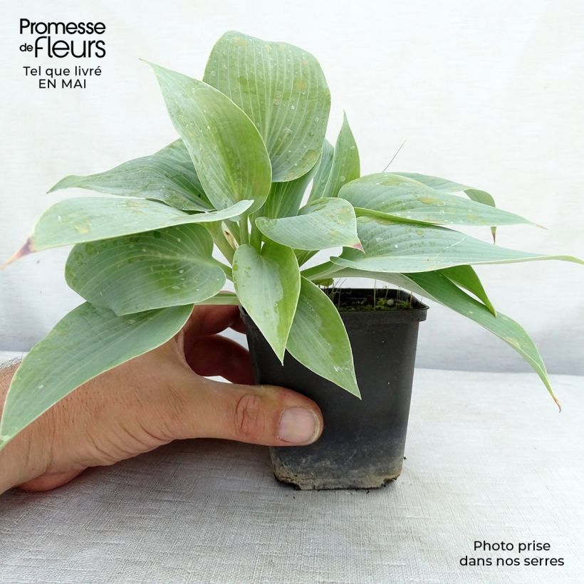 Amostra de Hosta Canadian Blue Vaso de 8/9 cm tal como entregue na primavera