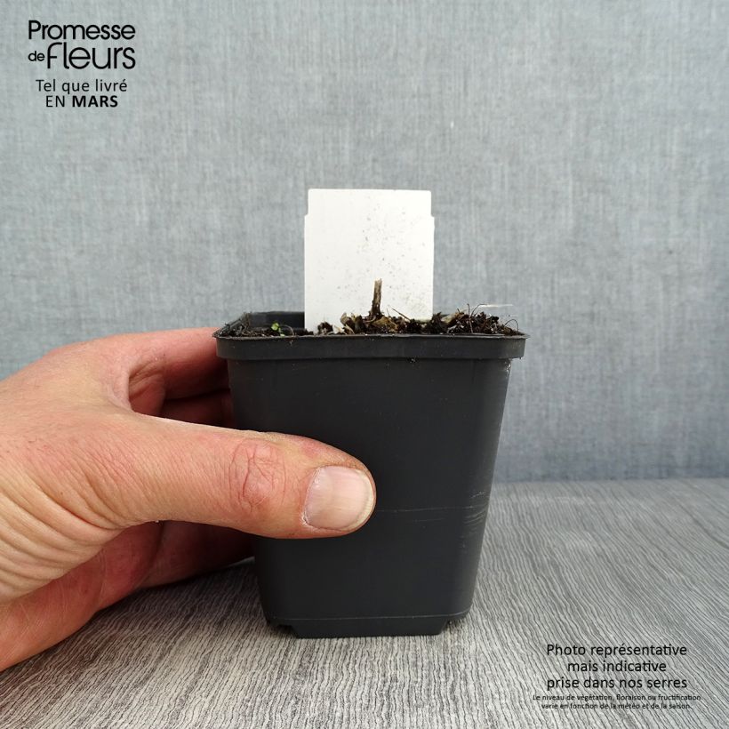 Amostra de Hosta Canadian Blue Godet de 8/9 cm tal como entregue no inverno