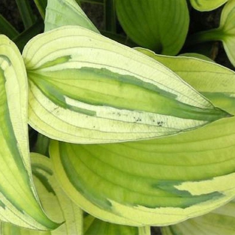 Hosta Captain's Adventure (Folhagem)