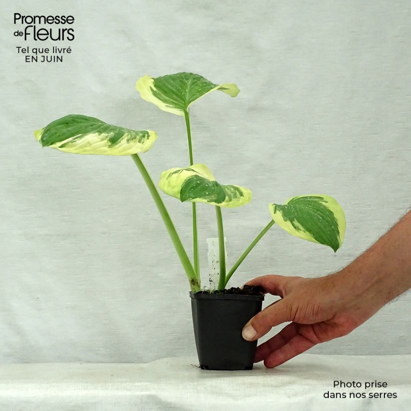 Amostra de Hosta Carnival Vaso de 8/9 cm tal como entregue no verão