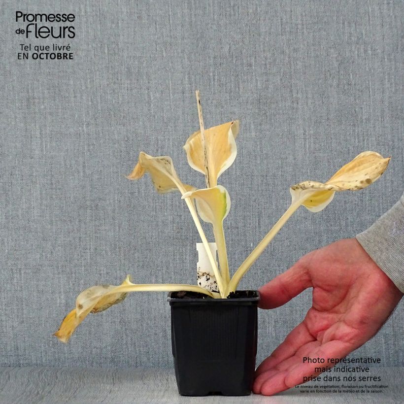 Amostra de Hosta Carnival Vaso de 8/9 cm tal como entregue no outono