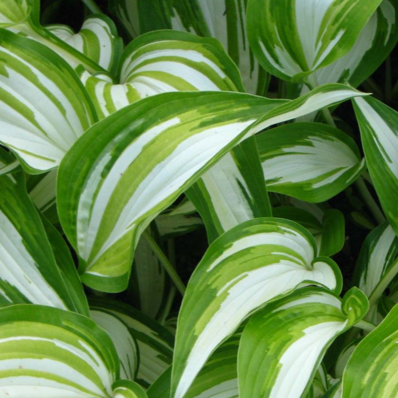 Hosta Cascades (Folhagem)