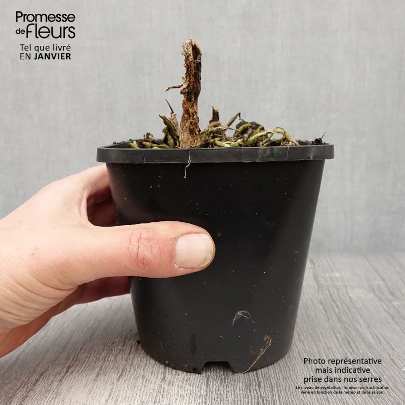 Amostra de Hosta Cathedral Windows Pot de 1,5L/2L tal como entregue no inverno