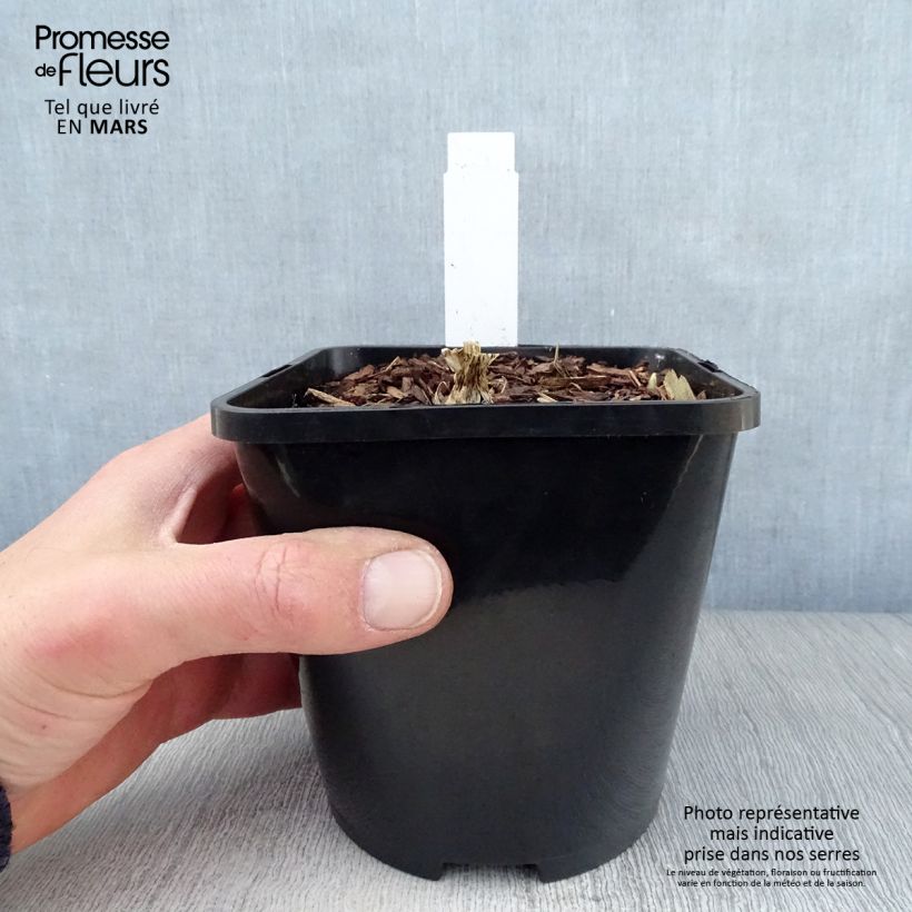 Amostra de Hosta Cathedral Windows Vaso de 1,5 L/2 L tal como entregue na primavera