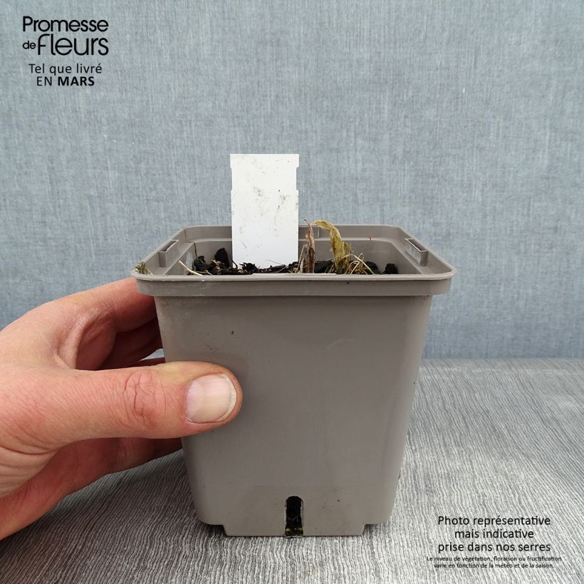 Amostra de Hosta Center Of Attention Pot de 1L/1,5L tal como entregue no inverno