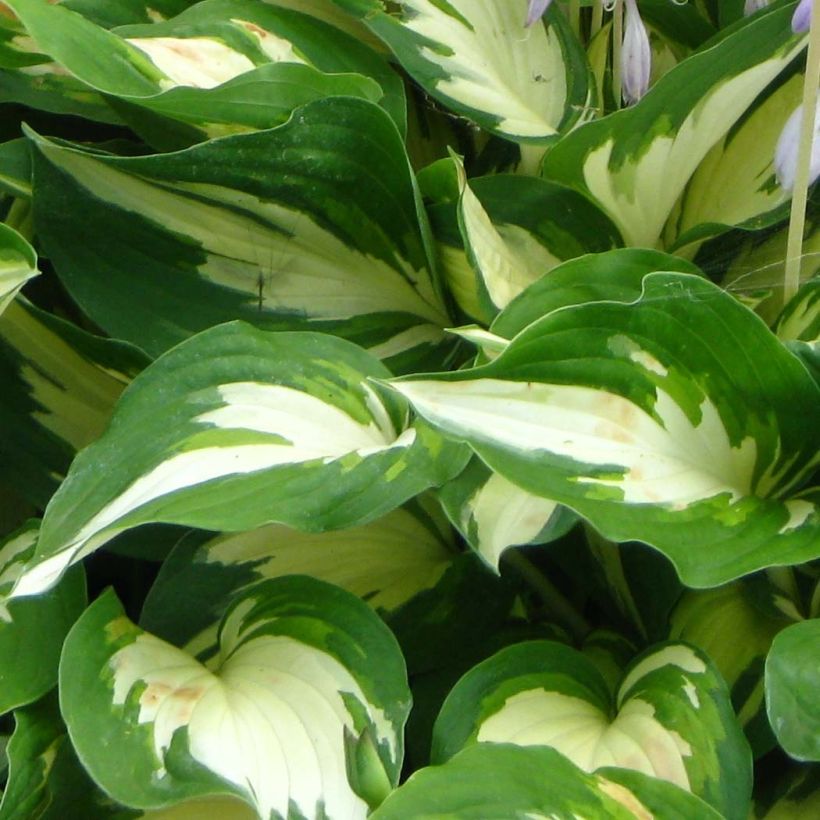 Hosta Christmas Candy (Folhagem)