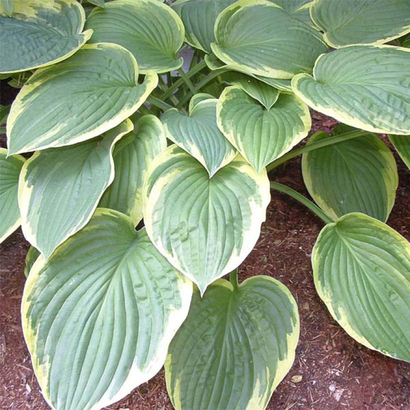 Hosta Christmas Tree (Folhagem)