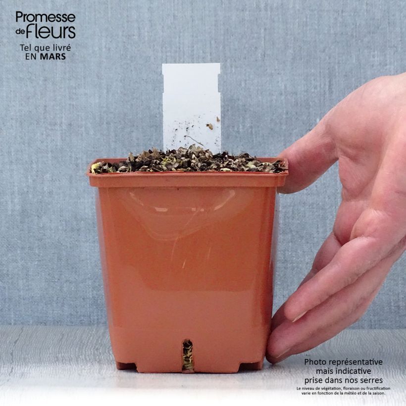 Amostra de Hosta Christmas Tree Vaso de 1 L/1,5 L tal como entregue na primavera