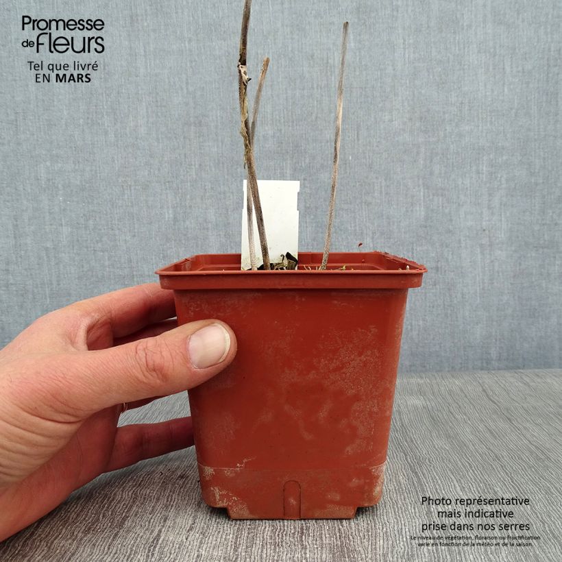 Amostra de Hosta Christmas Tree Vaso de 1 L/1,5 L tal como entregue no inverno