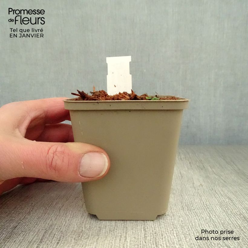 Amostra de Hosta Clifford's Forest Fire Vaso de 8/9 cm tal como entregue no inverno