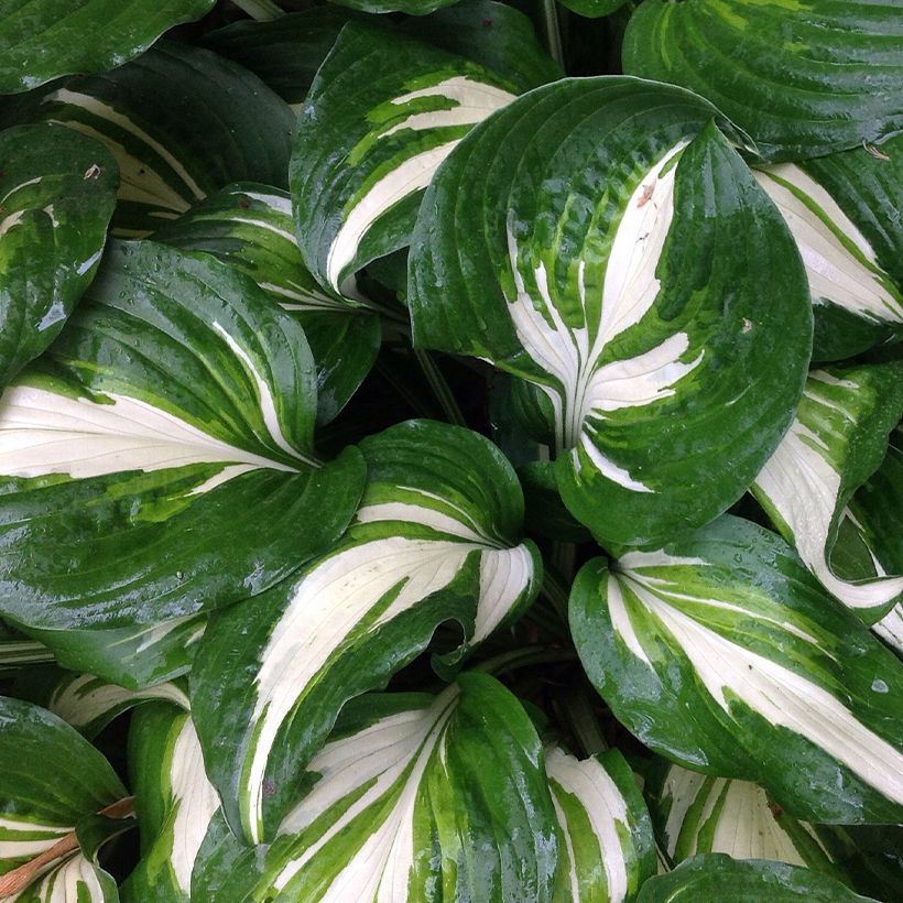Hosta Clifford's Stingray - Funkia (Folhagem)