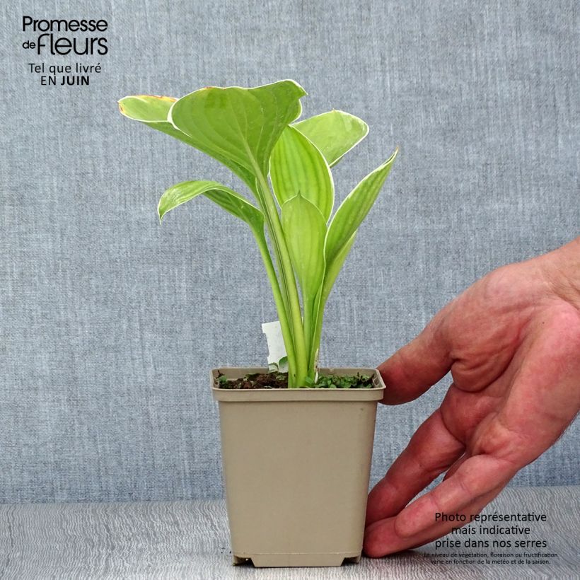 Amostra de Hosta Clifford's Forest Fire Vaso de 8/9 cm tal como entregue no verão
