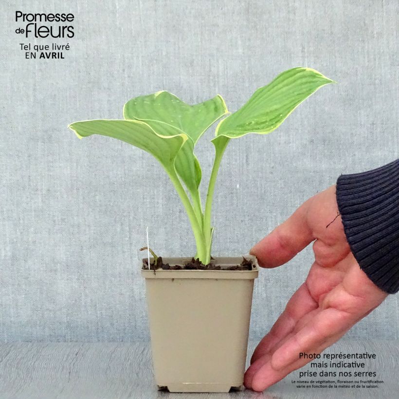 Amostra de Hosta Clifford's Forest Fire Vaso de 8/9 cm tal como entregue na primavera