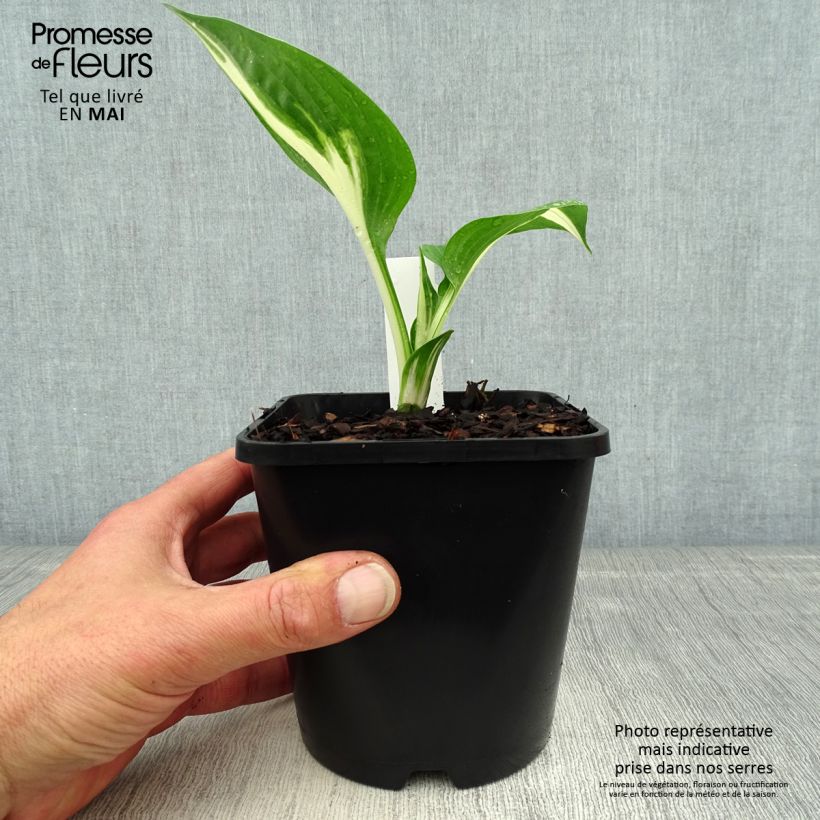 Amostra de Hosta Clifford's Stingray - Funkia Vaso de 1,5 L/2 L tal como entregue na primavera