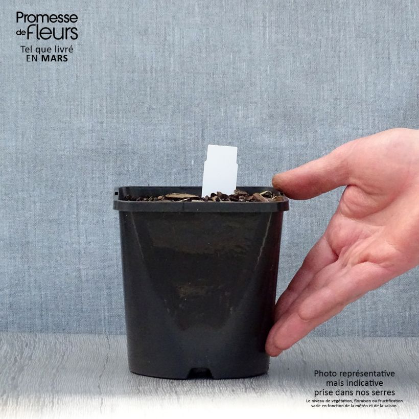 Amostra de Hosta Coast to Coast - Funkia Vaso de 1,5 L/2 L tal como entregue na primavera