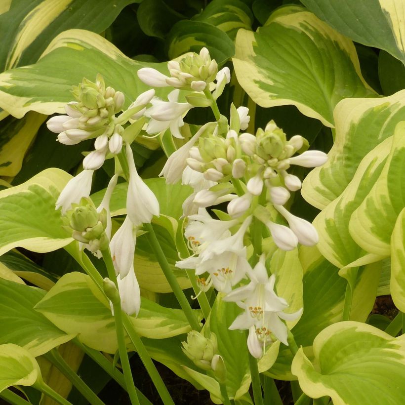 Hosta Delta Dawn (Floração)
