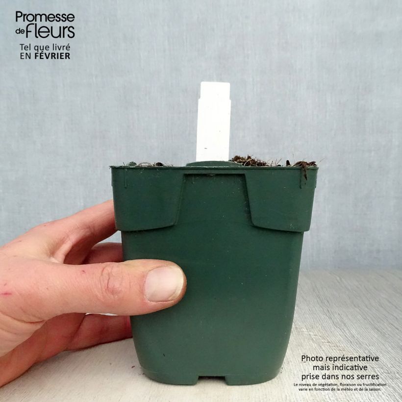 Amostra de Hosta Delta Dawn Godet de 8/9 cm tal como entregue no inverno