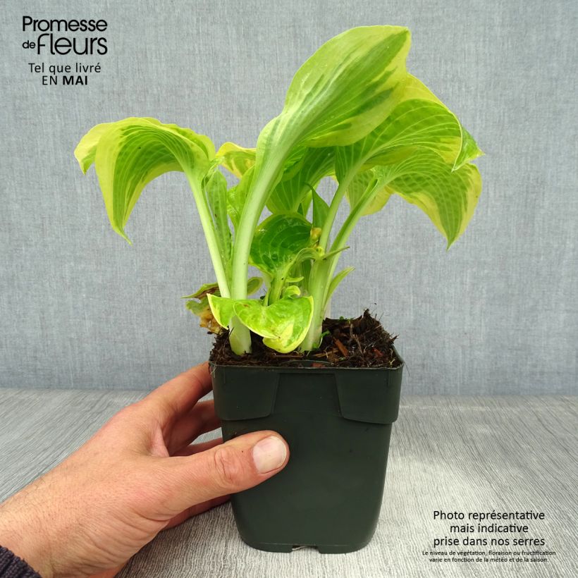 Amostra de Hosta Delta Dawn Vaso de 8/9 cm tal como entregue na primavera