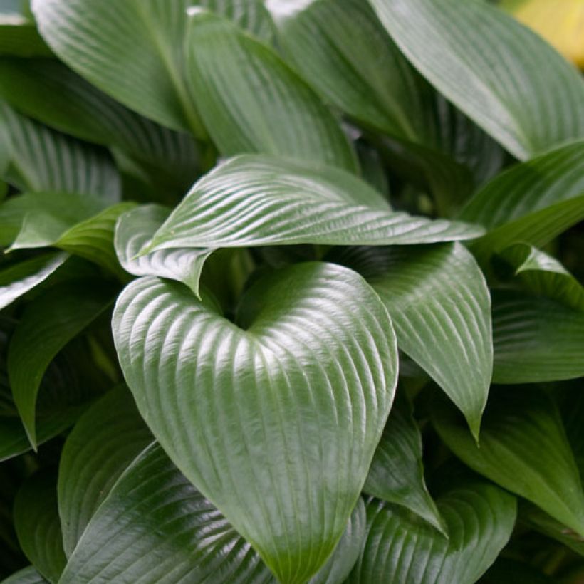 Hosta Devon Green (Folhagem)