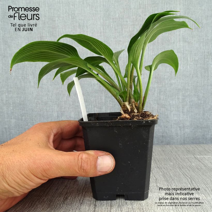 Amostra de Hosta Devon Green Vaso de 8/9 cm tal como entregue no verão