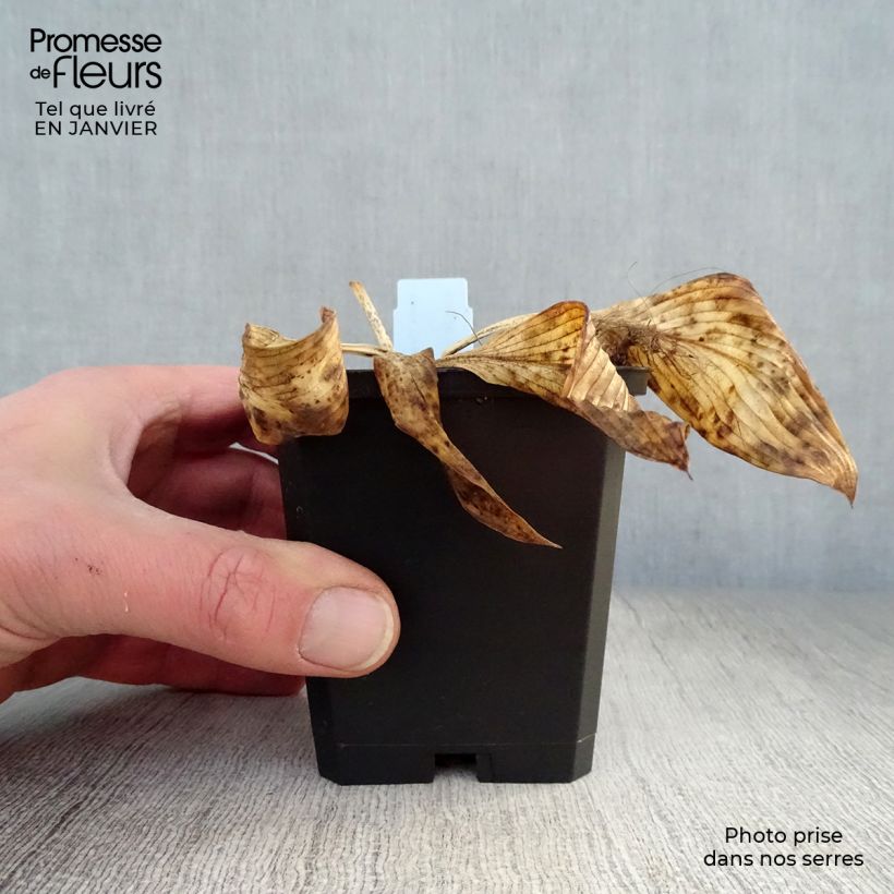 Amostra de Hosta Devon Green Vaso de 8/9 cm tal como entregue no inverno