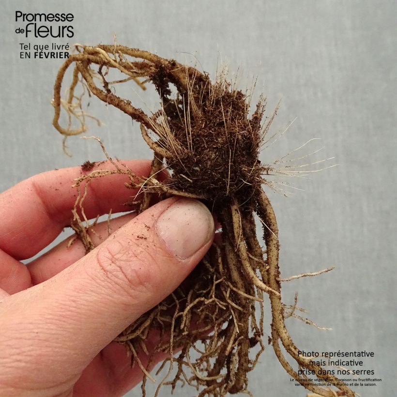 Amostra de Hosta Devon Green Raízes nuas tal como entregue no inverno