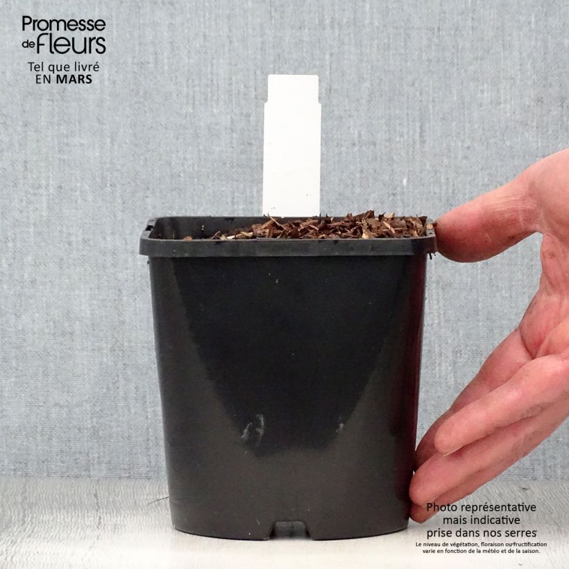 Amostra de Hosta Diamond Lake Vaso de 1,5 L/2 L tal como entregue na primavera