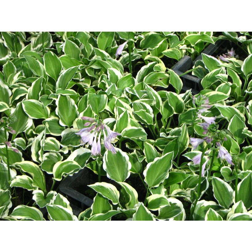 Hosta Diamond Tiara (Floração)