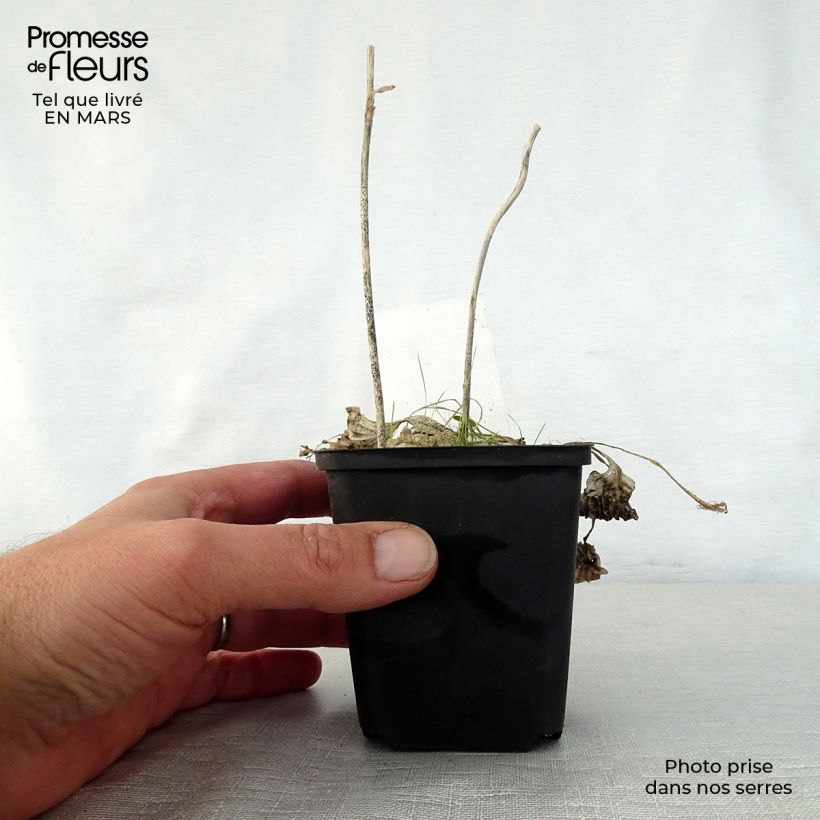 Amostra de Hosta Diamond Tiara Vaso de 8/9 cm tal como entregue na primavera