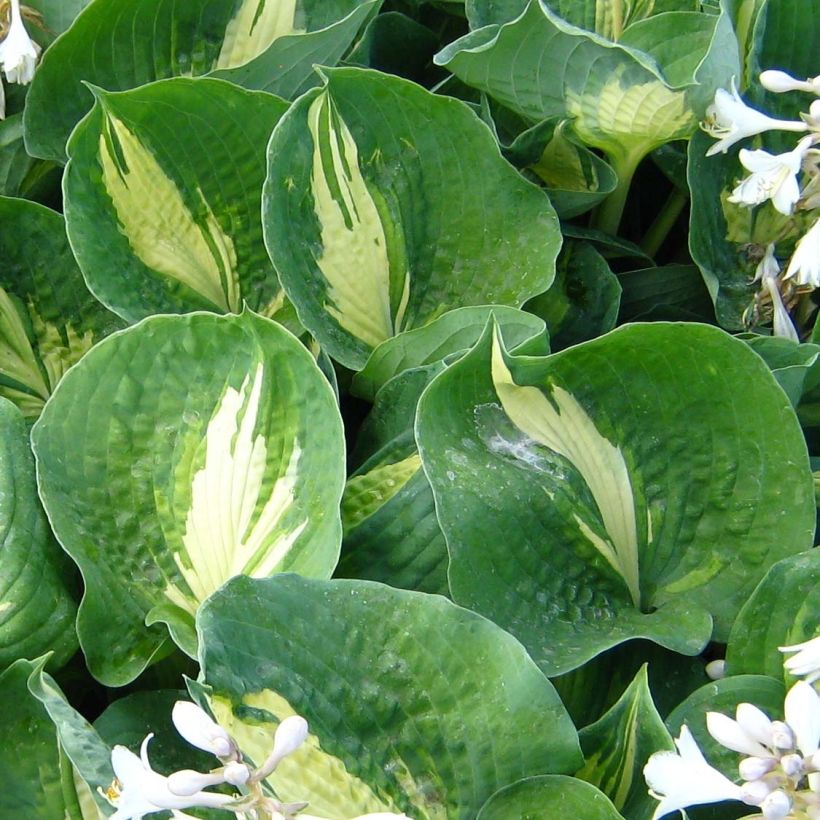 Hosta Dream Queen (Folhagem)
