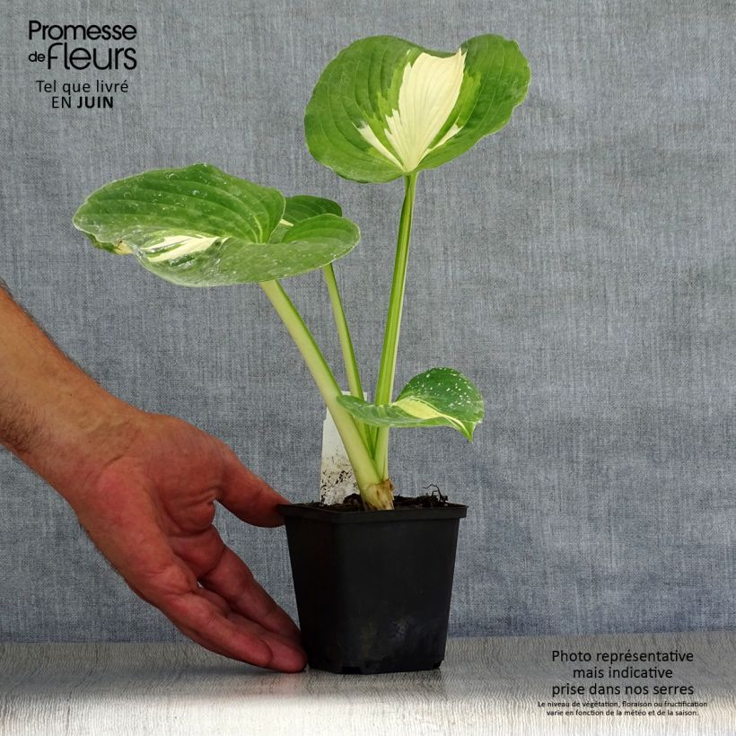 Amostra de Hosta Dream Queen Vaso de 8/9 cm tal como entregue no verão