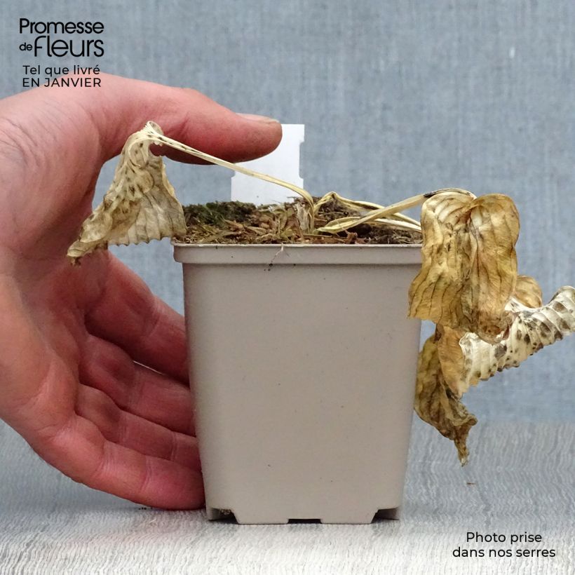 Amostra de Hosta Dream Queen Godet de 8/9 cm tal como entregue no inverno