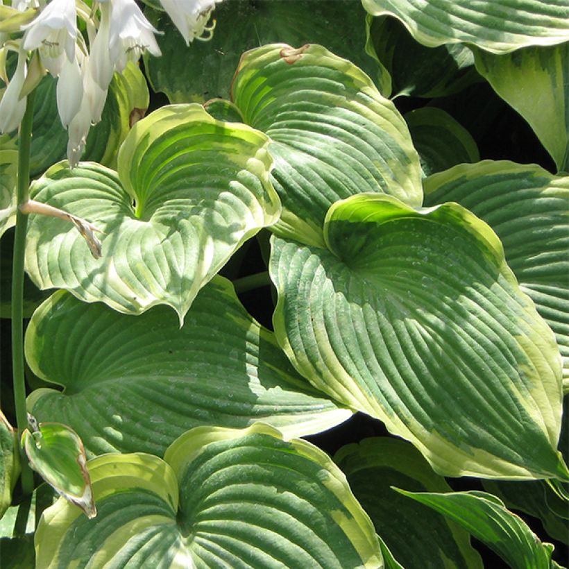 Hosta Earth Angel (Folhagem)