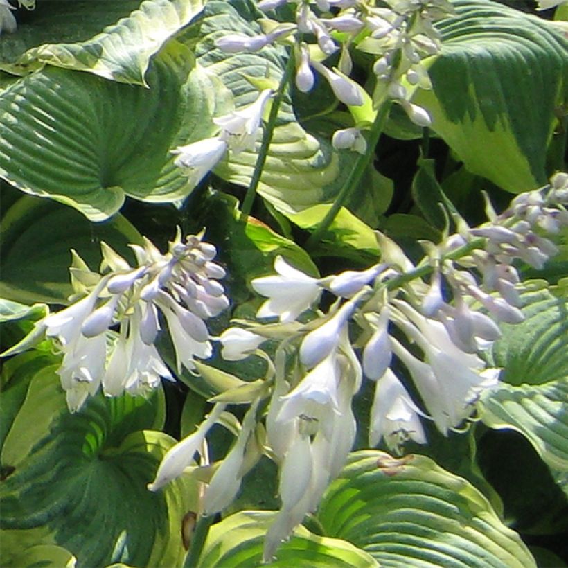 Hosta Earth Angel (Floração)