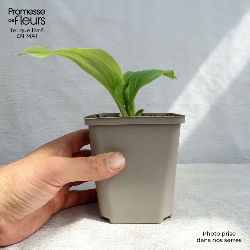 Amostra de Hosta Earth Angel Vaso de 8/9 cm tal como entregue na primavera
