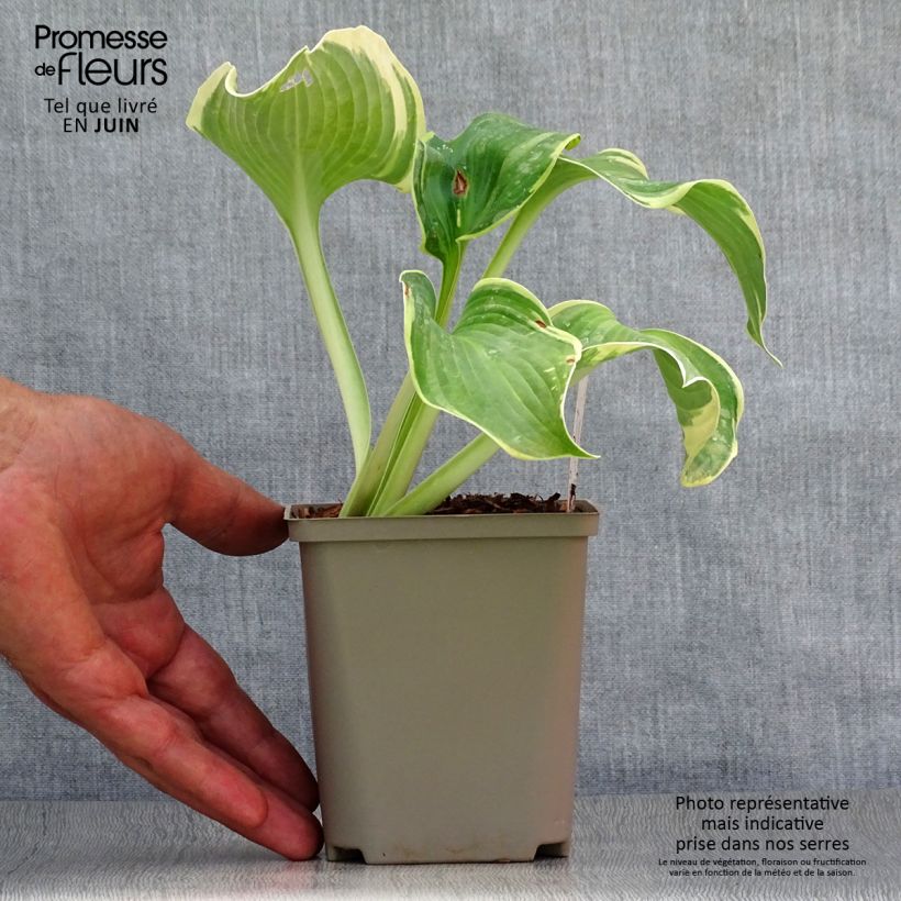 Amostra de Hosta Earth Angel Vaso de 8/9 cm tal como entregue no verão