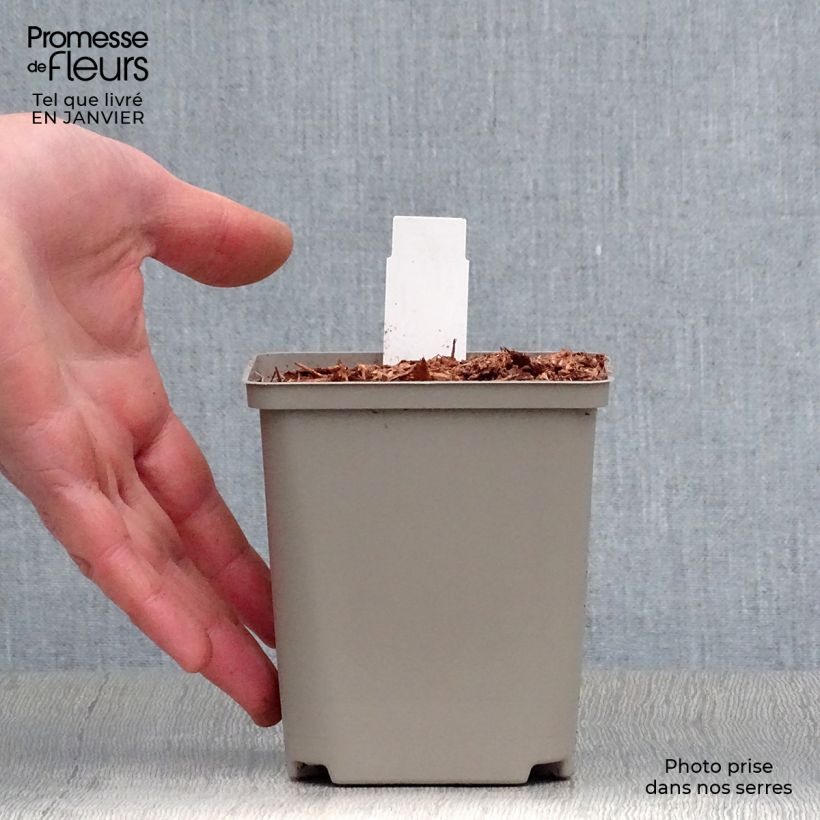 Amostra de Hosta Earth Angel Vaso de 8/9 cm tal como entregue no inverno