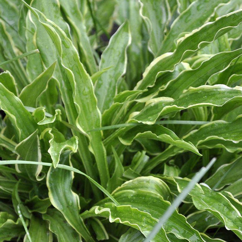Hosta Electrocution - Funkia (Folhagem)