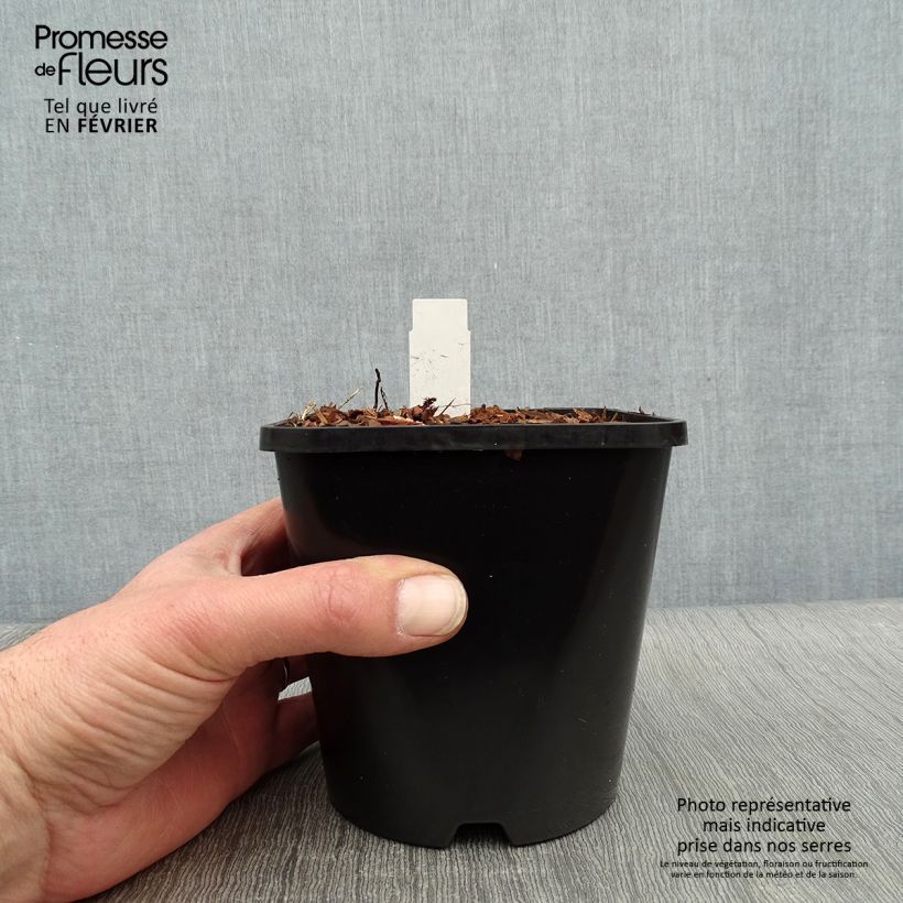 Amostra de Hosta Electrocution Pot de 1,5L/2L tal como entregue no inverno