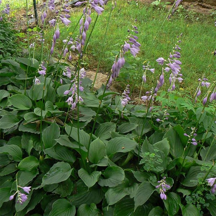 Hosta Elisabeth (Folhagem)