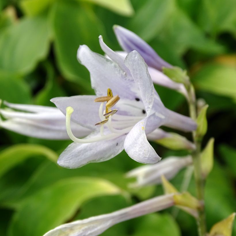 Hosta Elisabeth (Floração)